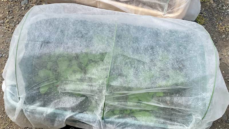 ラディッシュ 防虫ネットをかける