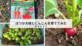 家庭菜園　初心者　プランターで作る　はつか大根　にんじん