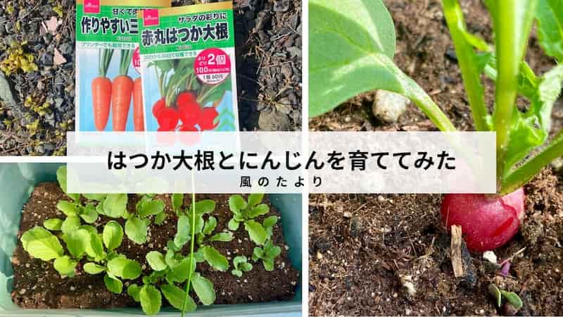 家庭菜園　初心者　プランターで作る　はつか大根　にんじん